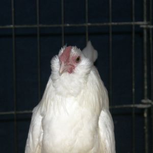 white d'anver cockrel