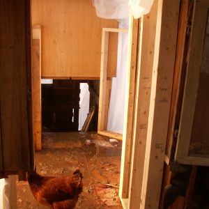 Walkway to new coop