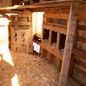 Inside of new coop