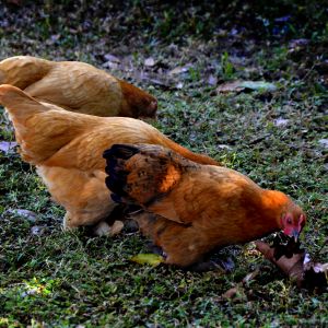 Cochin Bantam Free Ranging