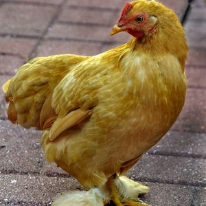 Buff Cochin Bantam