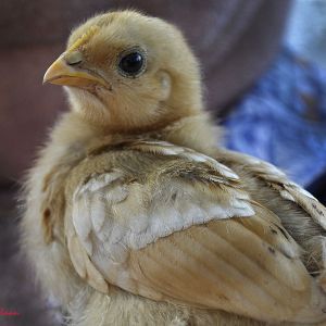 Cochin Bantam Chick