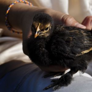 Cochin Bantam Chick