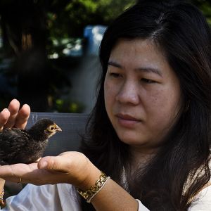 Cochin Bantam Chick