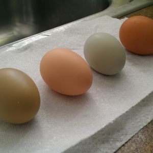 Olive egg laid by an ameraucana, cream egg laid by a silver laced wyandotte, blue laid by ameraucana, brown laid by buff orpington.