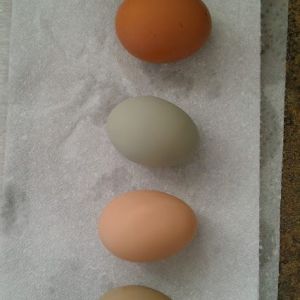 Olive egg laid by an ameraucana, cream egg laid by a silver laced wyandotte, blue laid by ameraucana, brown laid by buff orpington.