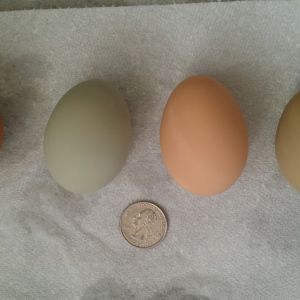 Olive egg laid by an ameraucana, cream egg laid by a silver laced wyandotte, blue laid by ameraucana, brown laid by buff orpington. Quarter for size. Our buffs just started laying those beauties! One of our wyandottes has been giving us regular double yolkers.