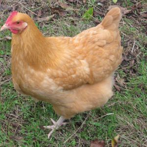 Bambi, Buff Orpington Pullet
