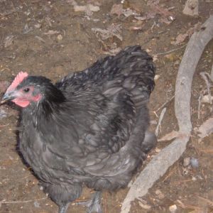 Blue cockerel 16 weeks.  I think I became discouraged after losing the 1 pullet and have not updated pics in about 3 or 4 weeks.  He is a sweet boy.