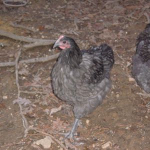 Blue runt cockerel 16 weeks.
