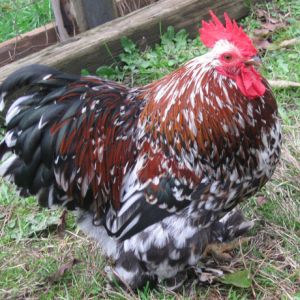 This is our rooster, Cogburn. We inherited him and the cochin hen with the coop we bought. We love him!