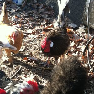 Bearded D'uccle Mille pullet, Splash rose comb Dutch bantam roo, Cochin mottled cock (runt) , black silkie bantam pullet.