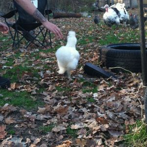 Bearded white silkie cockerel yet to crow.