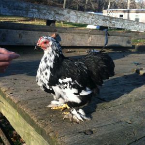 Little girl a mottled Cochin bantam pullet.