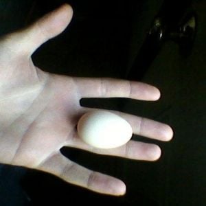 Rustys first recorded egg.