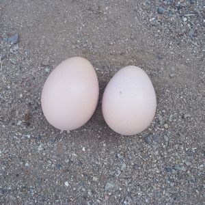 Our First Eggs!! 12/29/12