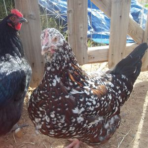 Giblet (Rhode Island Red)