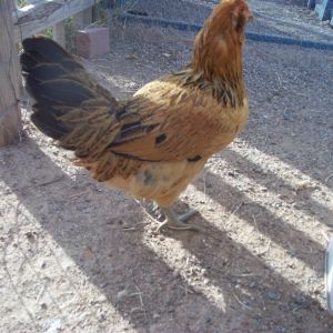 Food (Ameraucana)