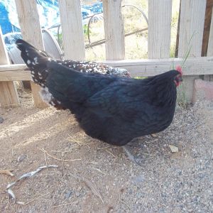 Patty (Black Sex-Link)