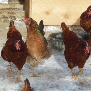 In the middle is a Br leghorn x EE