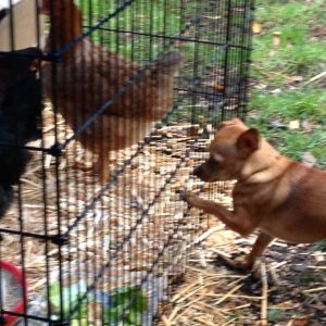 Gracie trying to make friends.  Hens not interested.  :-(  Dec. 13, 2012