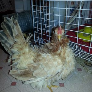 Frizzle Hen.  Elsa
