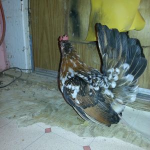 Smooth Hen.  No name.