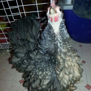 Frizzle Hen