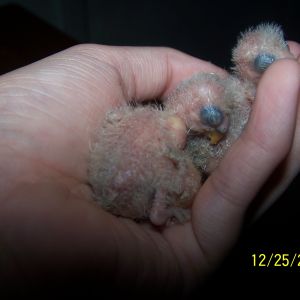 Peachy and Cheekys Little ones 3 of them born 
1st chick born 12/16/12

2nd chick born 12/17/12

3rd chick born 12/18/12

i am keeping them all