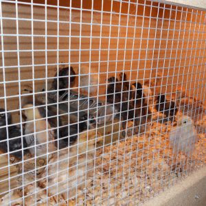 My 21 chicks. I originally ordered 19 chicks from Meyer Hachery but all but 6 died. 6 during transport here and the rest that night. I couldnt ever get them better they were just so weak. But luckily i had the incubator full and hatched out about 17 chicks. So i now have 3 Silverlaced Wyandottes, 3 Easter Eggers, 2 black sex links, 2 Bantam cochins, and the rest a mix of New Hampshire Reds and an unknown chicken I aquired a while back.