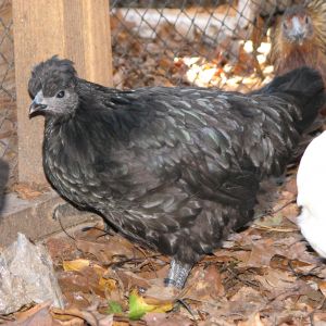 Huastec Hen