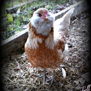 This is Princess Anna-Bell, one of our Easter Eggers.  Pic taken on 11/04/12 at 7 months of age.