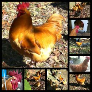 These are pics of Colonel aka Romney, our Buff Orpington Rooster.  I raised him from a chick, hatched in March 2012.  We had to re-home him in Nov. 2012 because he and our Ameraucana Rooster didn't get along.  I miss my gentle giant, he was so good with our girls, coaching them with their first eggs, and during free range time he would round up the hens that wandered away.  He never pecked at me and let me pick him up all the time.  :(