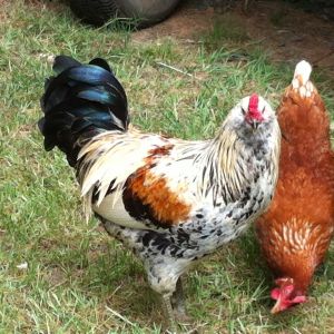 My first Easter Egger Rooster, CLYDE!  So vibrant in his coloring, so brave as well.