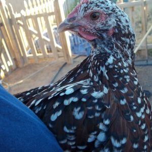 Giblet, our Speckled Sussex.