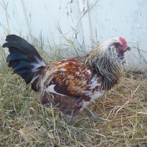 Our Easter Egger Rooster. He is going to a new home soon.