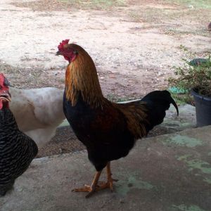 My rooster who is king of the flock