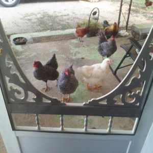 coming to tell me they want a treat