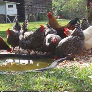 hanging out at the little pond