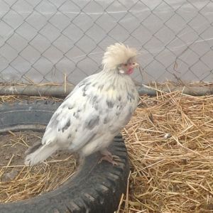 Marly - the noisy Polish Bantam