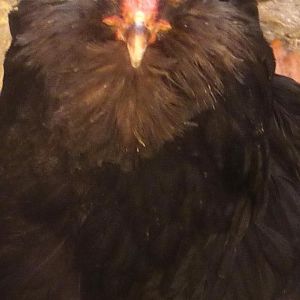 orjinal black marandi