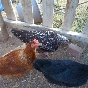 This is Giblet (Speckled Sussex), Buttercup (Red Sex- Link), and Patty (Black Sex-Link)