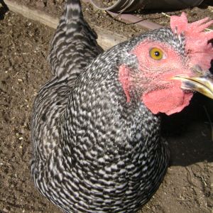 Sweetest chicken ever