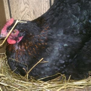 Princess Laya, my BCM hen who lays every day practically when not in molt!