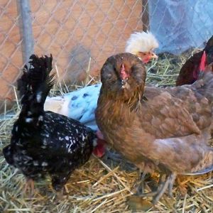 The girls love their cracked wheat cereal! - only 0 degrees outside :/