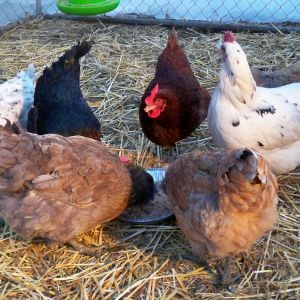 chikn butts, always ruin the good pics, lol
