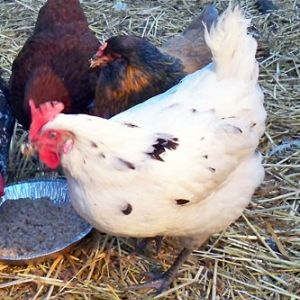 Austra White - hybrid develped by a local hatchery.

Black Australorp x White Leghorn