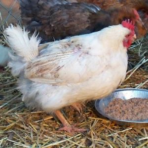 "Lucky" a rescued hen, White Wyandotte (?). Not exactly sure of her history. poor thing is almost bald on her back and tummy