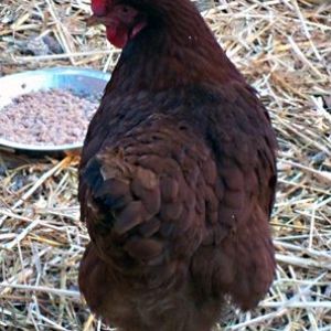 Rhode Island Red. One of the smaller hens, but lays the largest eggs!
