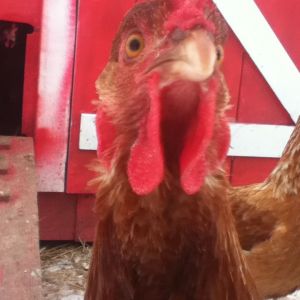 This is Whinney.. she ALWAYS whines when I go into the pen...lol